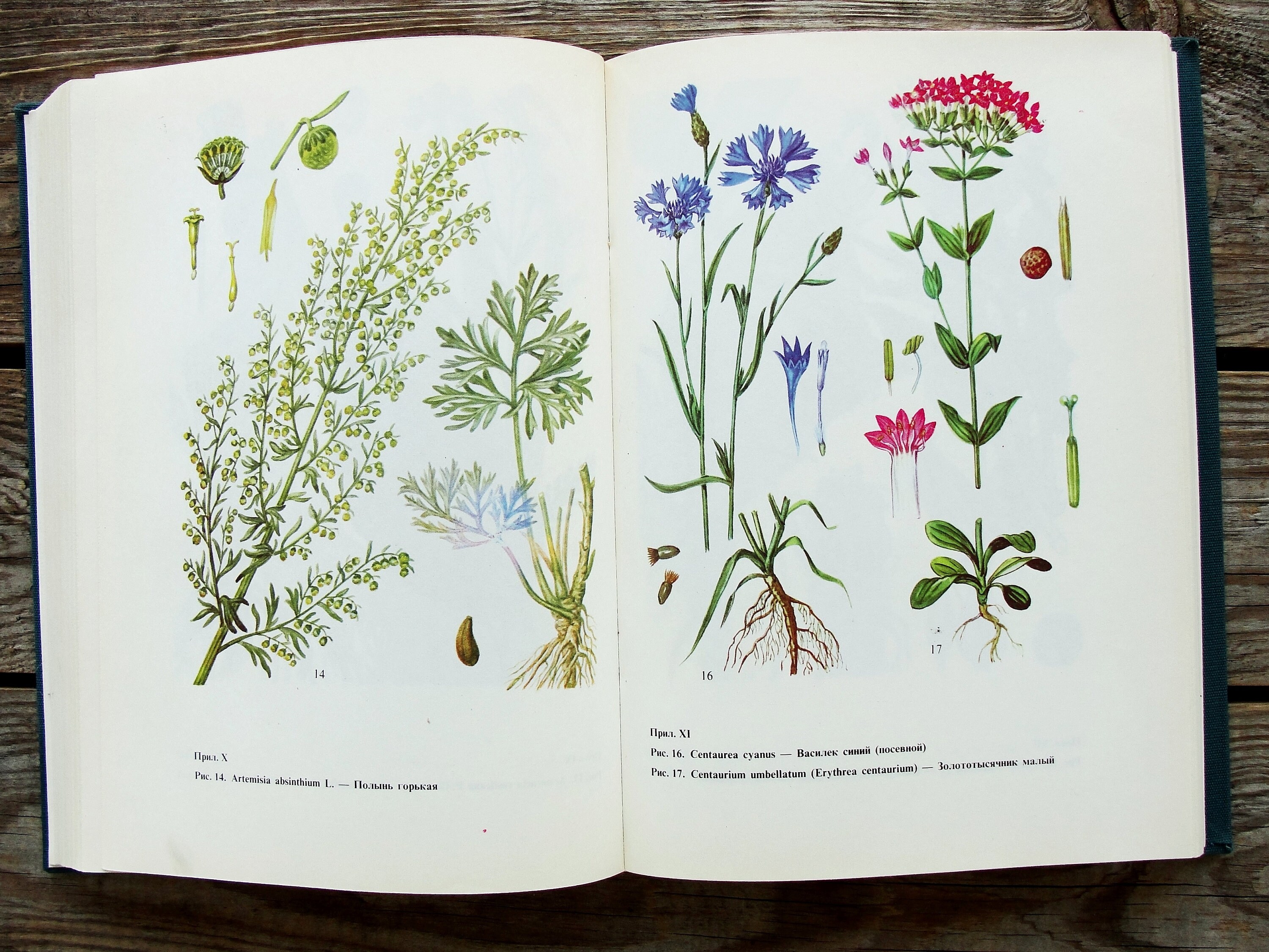 Medicinal Plants Guide Book, Vintage Botanical Book, 1988, Wildflower ...