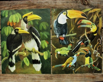Toucan Book Plates Set of 2, Original Vintage Bird Book Pages, Ornithology Illustration, Nature Painting, Natural Science, Bird Art Print