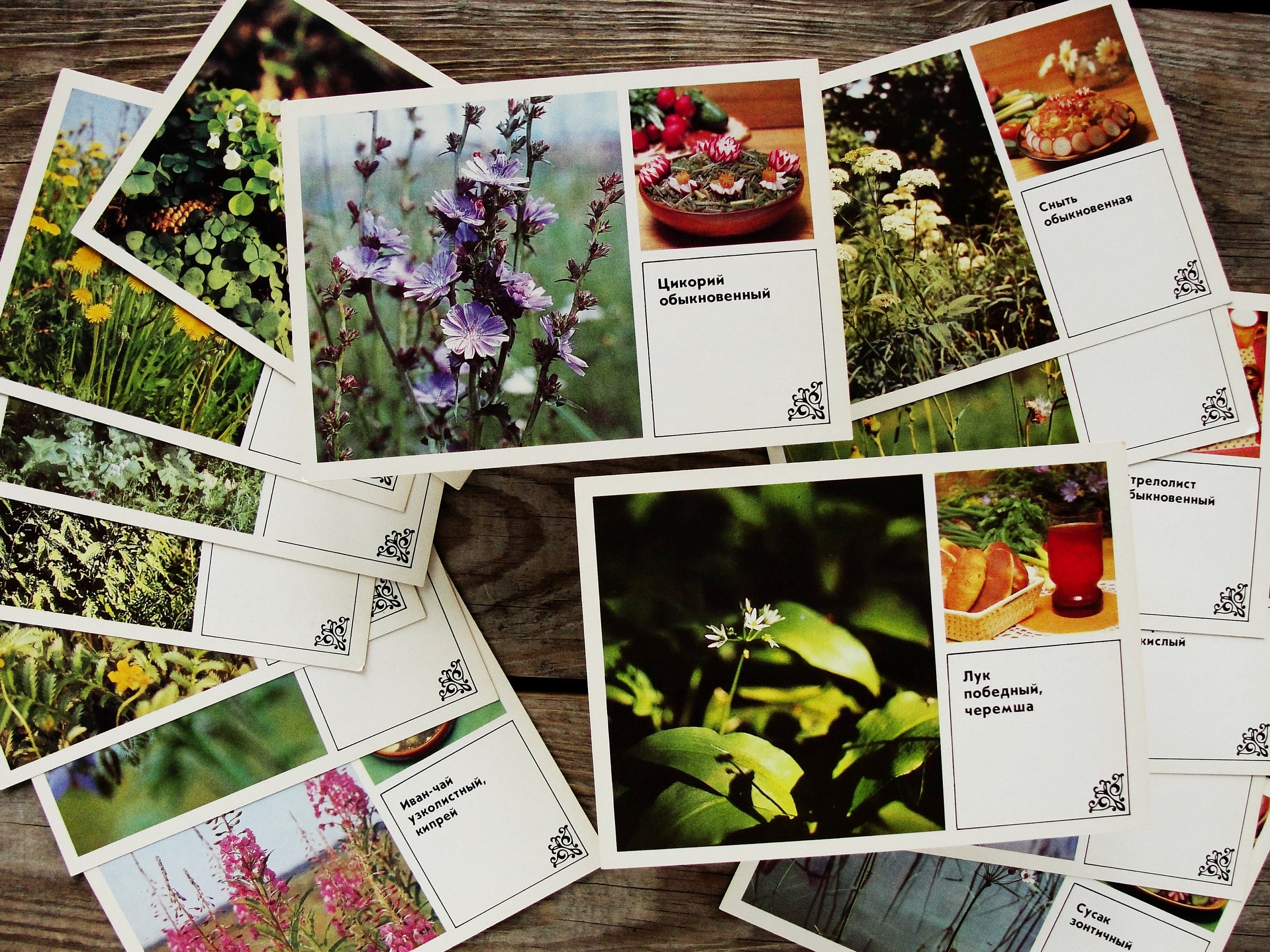 Wildflower Cards Set of 15 Vintage Botanical Postcards 1985 Etsy