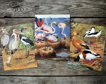 Bird Book Plates Set of 3, Original Vintage Bird Book Pages, Ornithology Illustration, Nature Painting, Natural Science, Bird Art Print