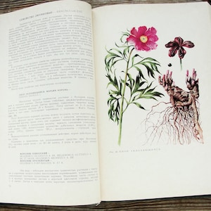 Vintage Botanical Book, 1976, Healing Herbs Book, Wildflower Illustration, Medicinal Plants Art Print, Nature Painting, Natural History