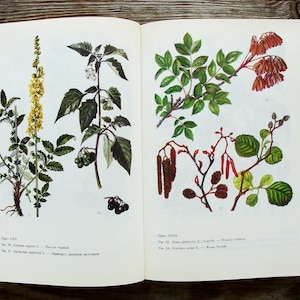 Medicinal Plants Guide Book, Vintage Botanical Book, 1988, Wildflower Illustration, Healing Herb Art Print, Nature Painting, Natural History