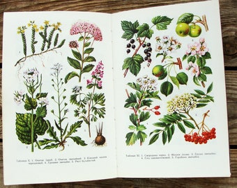 Vintage Illustriertes Botanisches Buch, 1983, Geschenke des Waldführerbuchs, Pilz Zeichnung, Wildblume Illustration, Heilkraut Kunstdruck