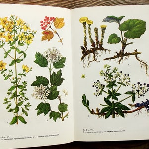 Healing Herb Vintage Book, Botanical Book, 1987, Healing Herbs in Veterinary Practice Guide, Medicinal Plant Print, Wild Flower Illustration