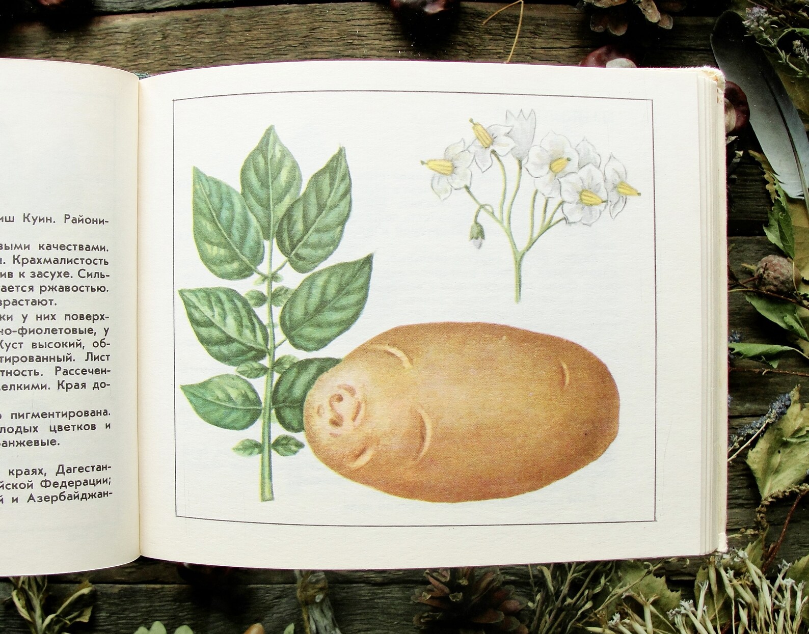 Potato varieties Catalog Vintage Botanical Book 1978 71 Etsy