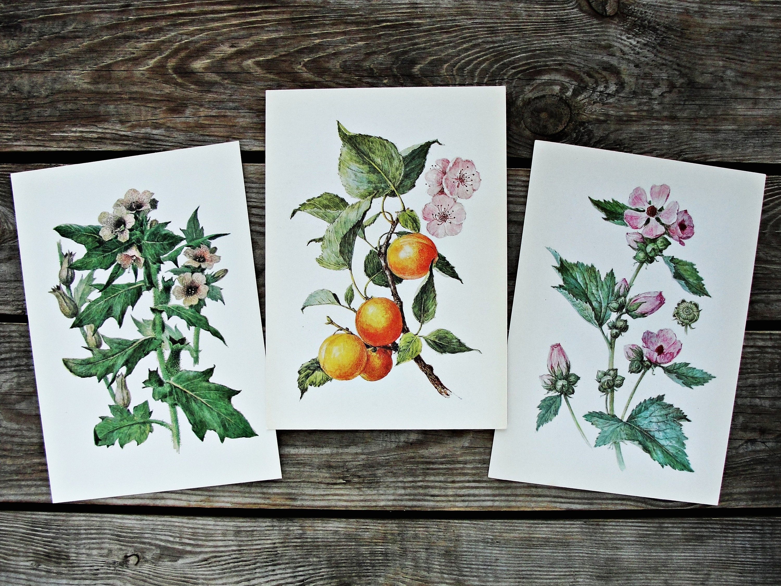 Vintage Wildflower Art Print Botanical Art Print A5 Size Etsy