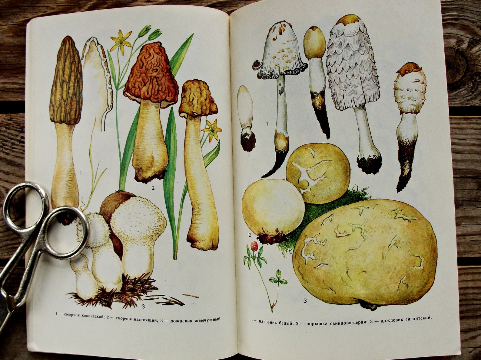 Mushroom Book Vintage Botanical Book 1988 Mushroom Guide Etsy