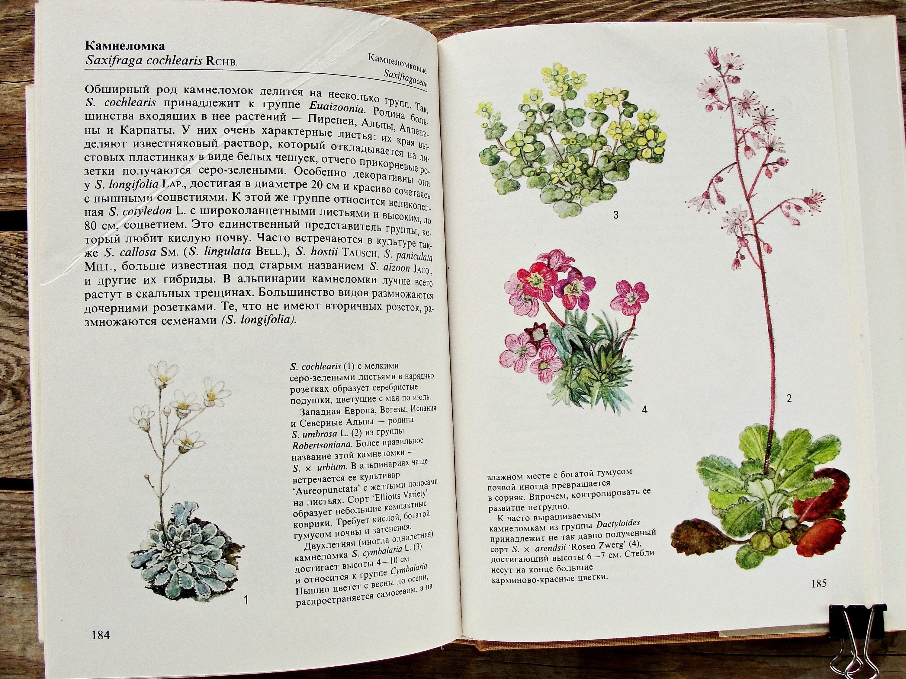 その他 Etrarium 1st ANNIVERSARY ART BOOK PLANT Botanical Vintage Junk Journal Ephemera: Over 180 Piece