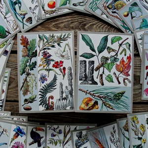 Erstaunliche Pflanzen Postkarten 32er Set, Vintage Botanische Postkarten, 1976, Wildblumenkunst, Waldpflanzenillustration, Heilkräuterzeichnung