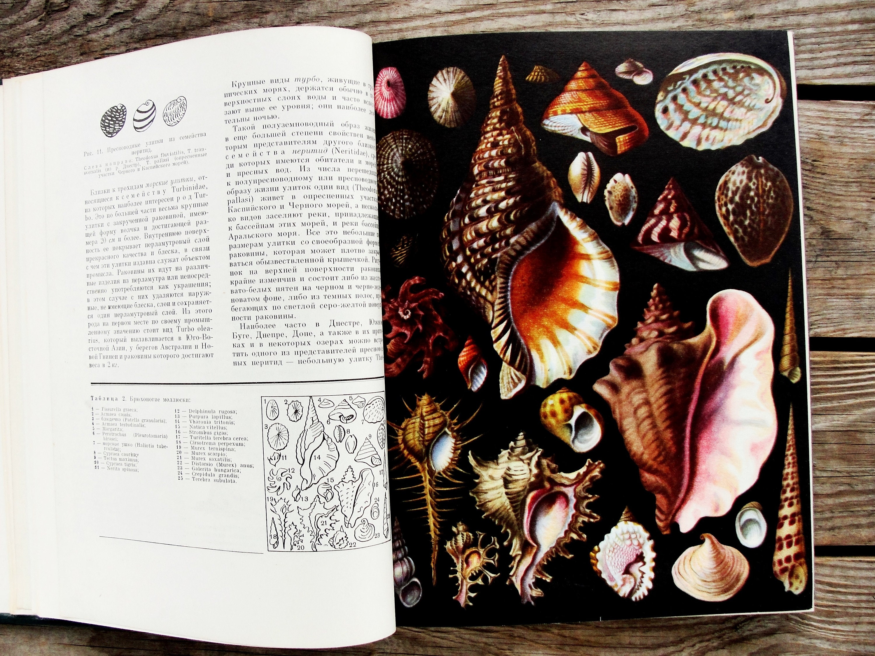 Invertebrates Vintage Book Marine Animal Book 1968 - Etsy Australia Invertebrates Vintage Book Marine Animal Book 1968 - Etsy Australia