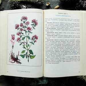 Libro botanico illustrato d'epoca 1992, libro sulle erbe curative, illustrazione di fiori selvatici, stampa artistica di piante medicinali, pittura naturalistica, libro sulla natura