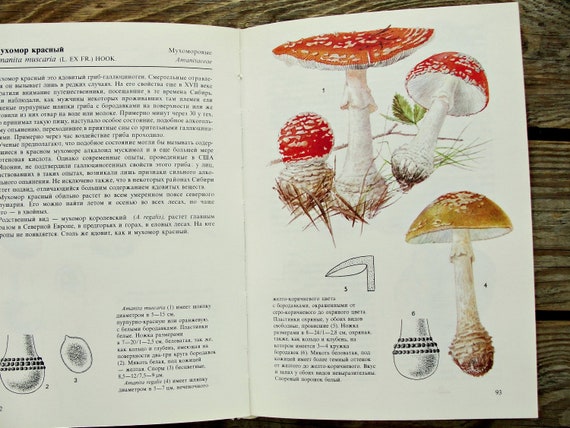 Livre de champignons, livre botanique vintage, 1979, guide de champignons,  image de champignon, illustration de cèpe, impression dart de champignon,  peinture de nature -  France