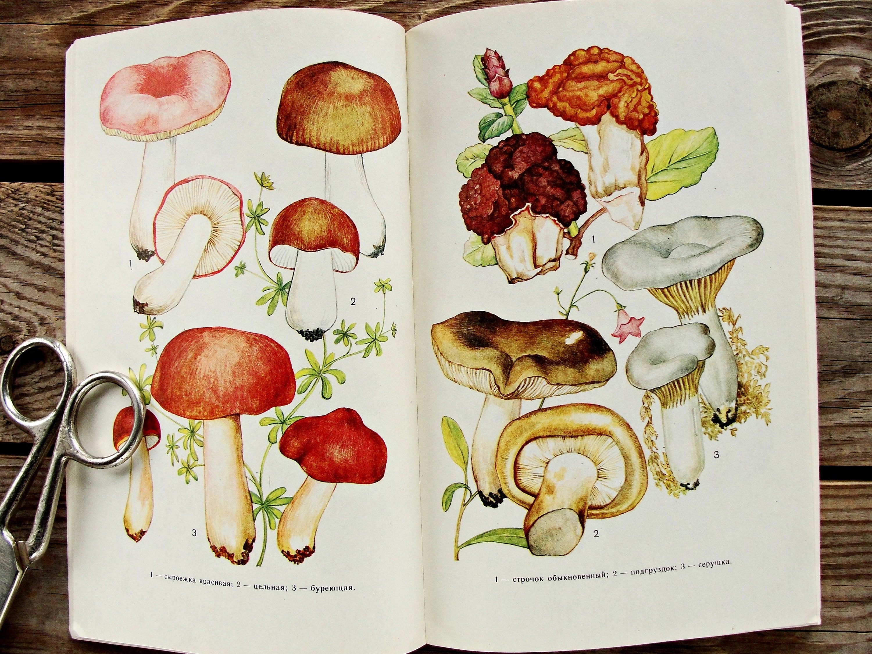 Porcini Bolete Mushroom Botanical Art Print Color Plate/ -  Portugal