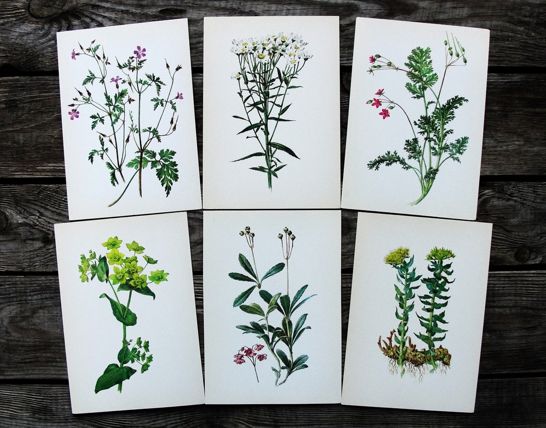 Yellow Pink Wildflower Art Print Set of 6 Vintage Botanical - Etsy