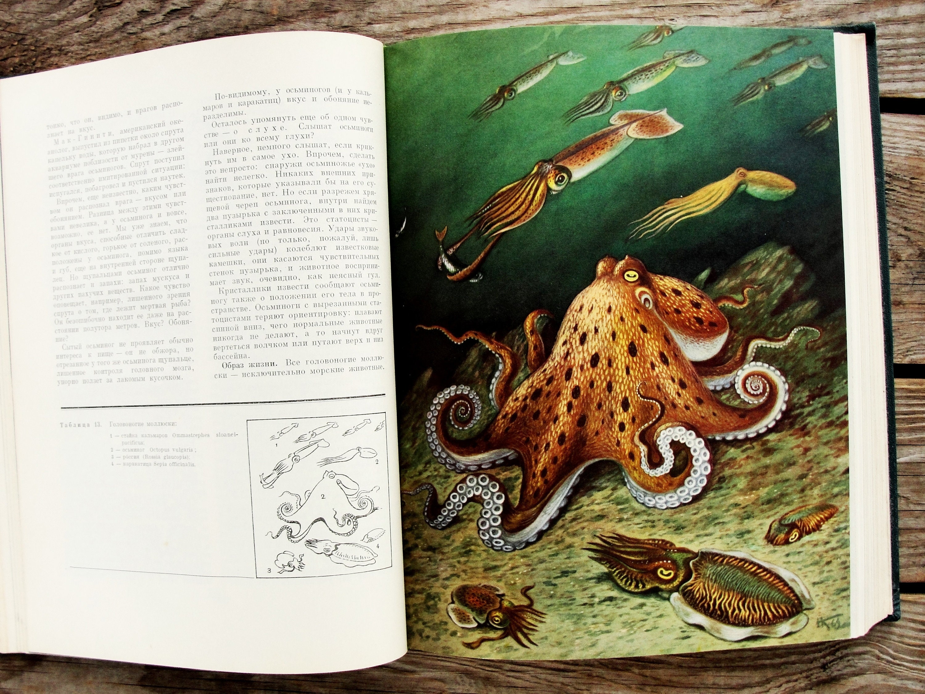Invertebrates Vintage Book Marine Animal Book 1968 - Etsy