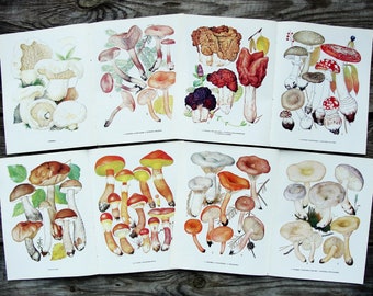 Vintage Mushroom Book Pages Set of 8, Botanical Prints Kit, Fungi illustrations, Boletus Picture Collage, Nature Painting, Natural History