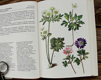 Etrarium 1st ANNIVERSARY ART BOOK PLANT