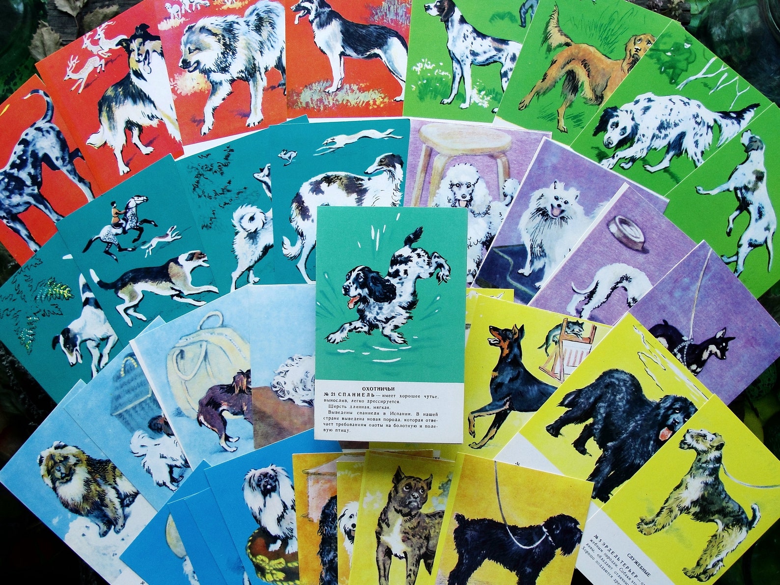 Dog Breeds Cards Set of 36 Vintage Dog Art Prints 1983 Etsy Ireland