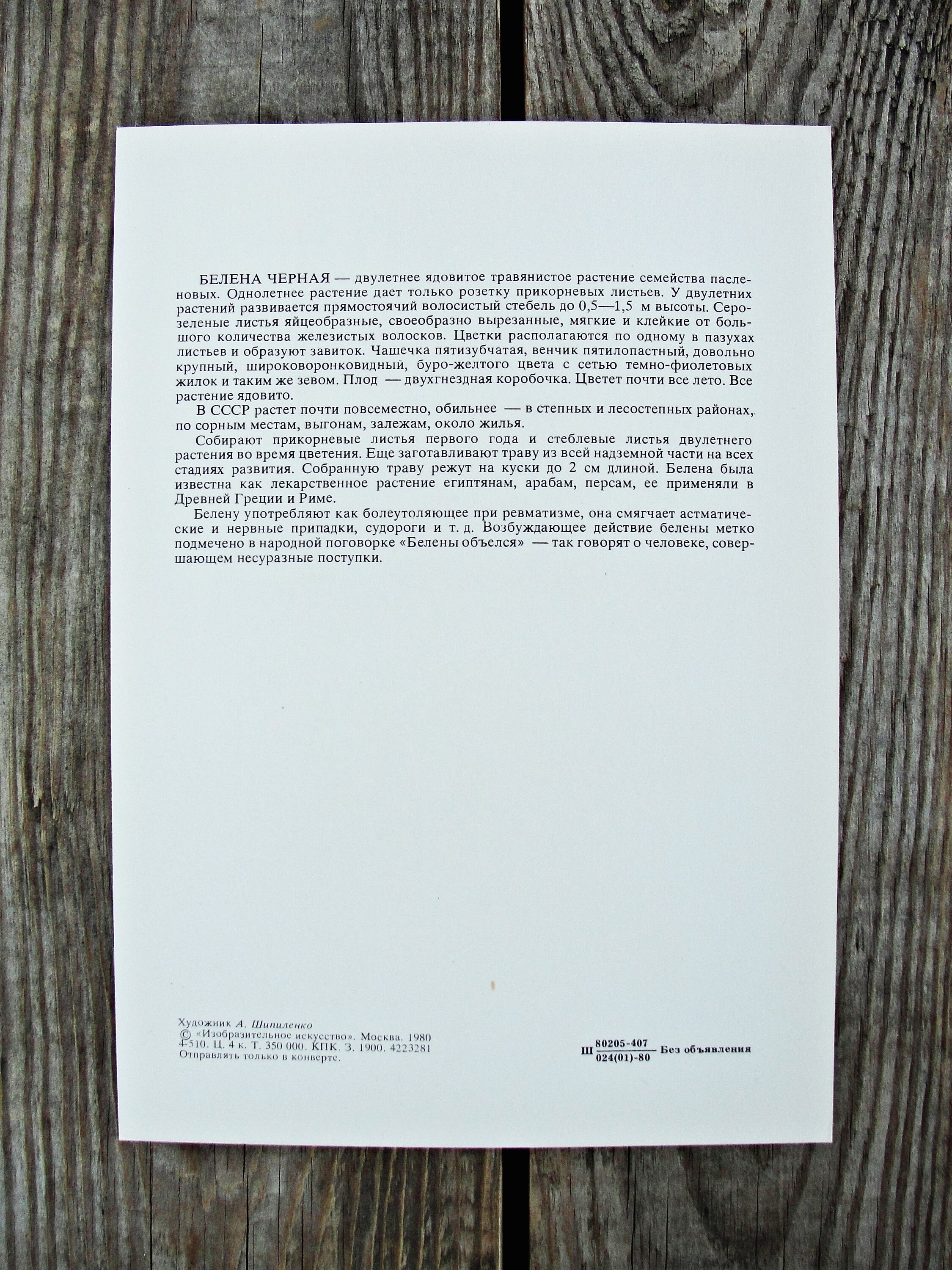 Vintage Wildflower Art Print Botanical Art Print A5 Size | Etsy