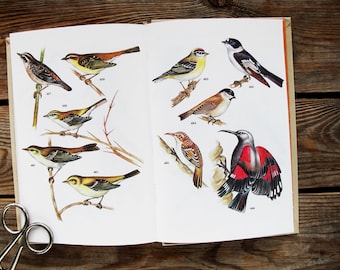 Puede incluir: Un libro abierto con ilustraciones de diferentes tipos de pájaros. Los pájaros se representan en varias poses y colores, incluyendo rojo, negro, blanco, amarillo y marrón. Las páginas del libro son blancas con texto negro y números.