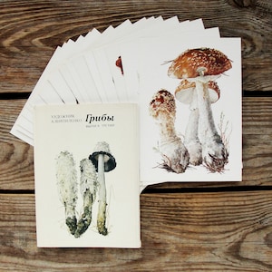 Vintage Pilz Postkarten 16er Set, Botanische Postkarten, 1984, Pilz Illustration, Boletus Zeichnungen, Pilz Kunstdruck Collage