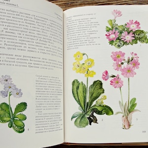 Garden Flower Book, Vintage Botanical Book, 1989, Alpine Garden Guide Book, Flower Illustration, Floriculture, Ornamental Plants Art Print