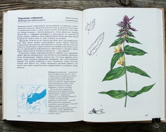 Vintage Botanical Book, 1987, Plants of Fields and Forests, Wildflower Illustration, Healing Herb Art Print, Nature Painting