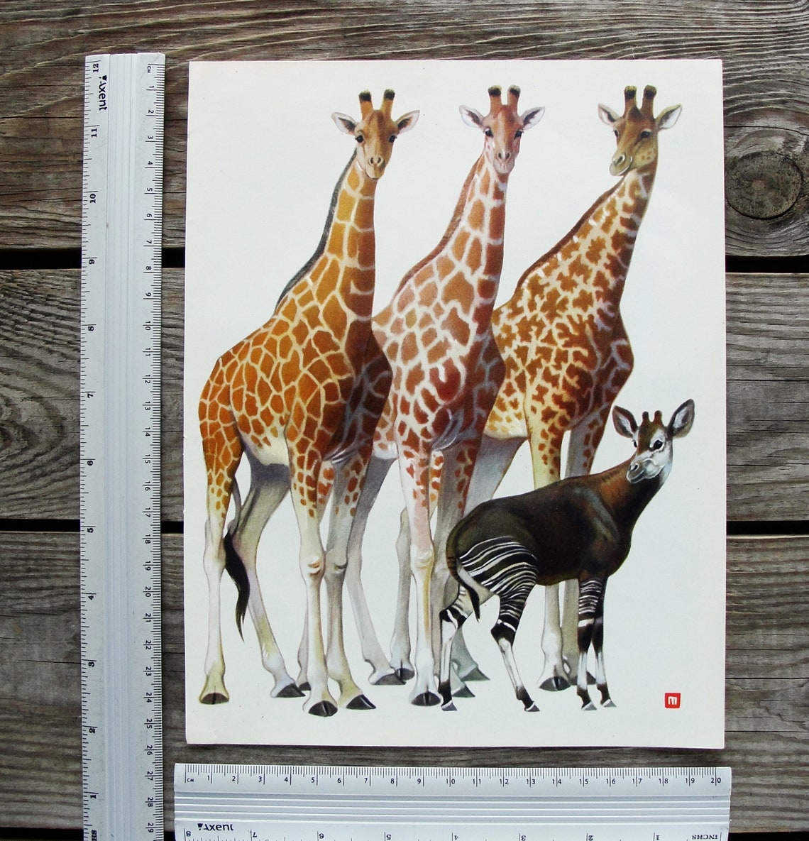 Animal Book Plates Set of 3 Original Vintage Animal Book Etsy