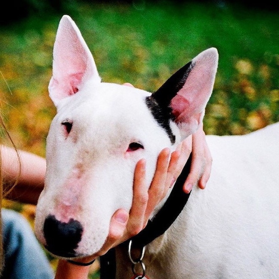 Original hotsell terrier dog