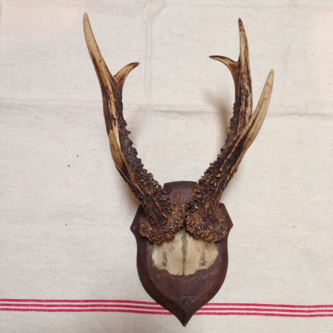 Cornes de Cerfs sur Bouclier en Chêne