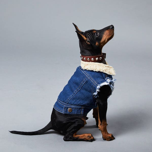 Denim Dog Vest / Dog Jacket / Sherpa Denim Dog Coat / Dog Denim / Cool Dog Jacket / Dog Vest / Dog Harness / Dog Denim/ Winter dog coat