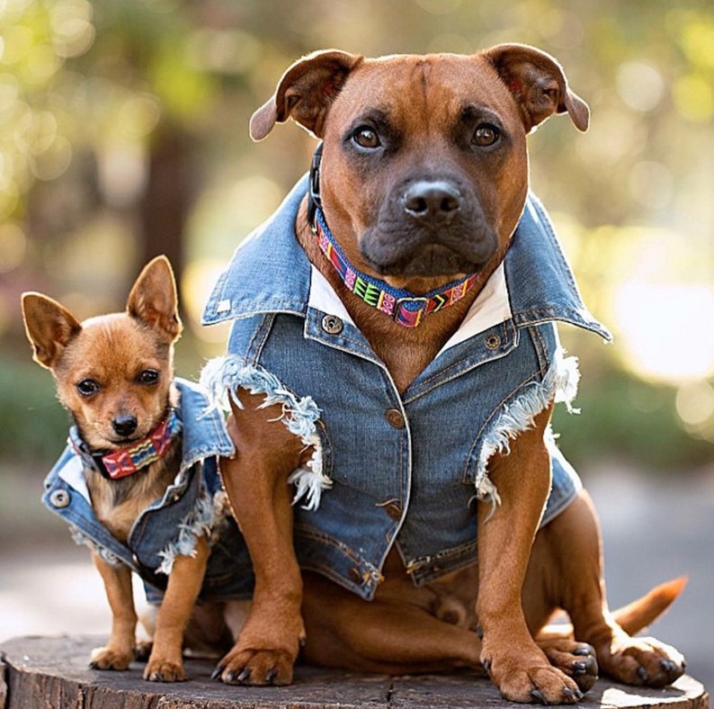 Denim Dog Jacket / Denim Dog Vest /Dog Coat / Dog Denim / Dog Vest / Denim Vest for Large Dog / Heavy Metal Dog / Large dog coat image 4