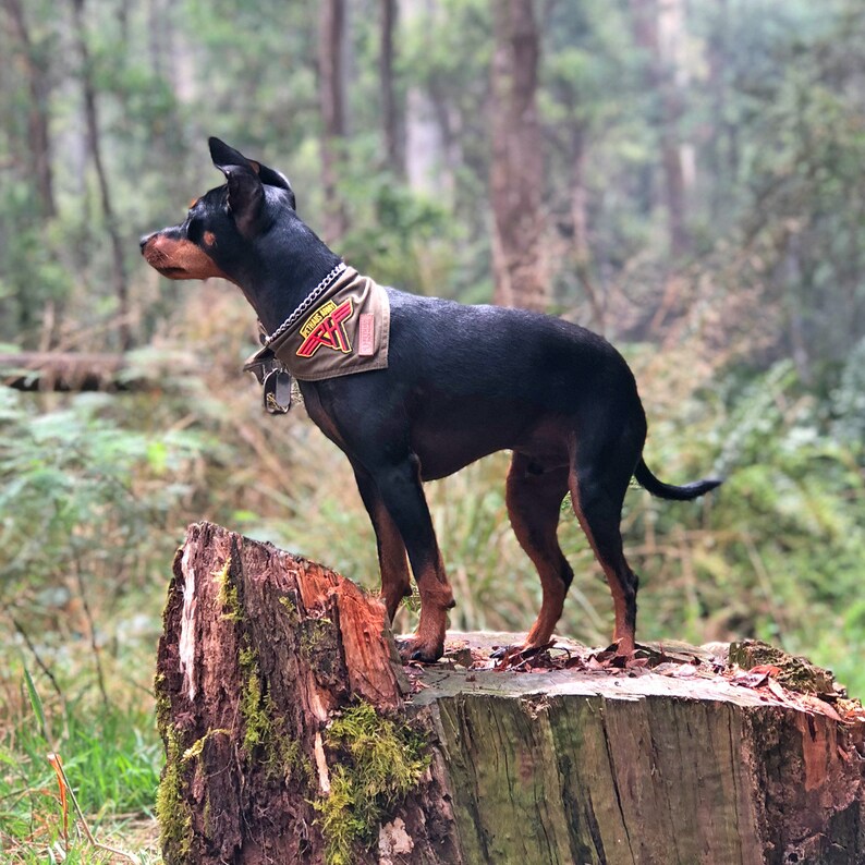 Army Dog Bandana Army Green Dog Bandana Dog Bandana With Etsy Australia