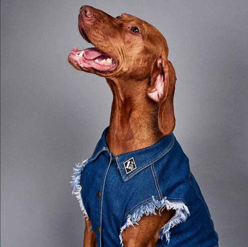 Denim Dog Jacket / Denim Dog Vest /Dog Coat / Dog Denim / Dog Vest / Denim Vest for Large Dog / Heavy Metal Dog / Large dog coat image 6