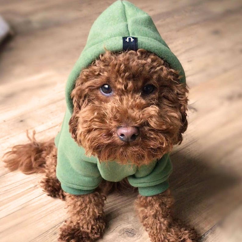 Хаки собака. Зеленая собака. Собака в зеленой кофте. Щенок в зеленой одежде. Green Dog.