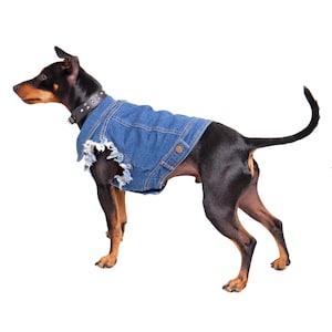 Denim Dog Jacket / Denim Dog Vest /Dog Coat / Dog Denim / Dog Vest / Denim Vest for Large Dog / Heavy Metal Dog / Large dog coat image 1