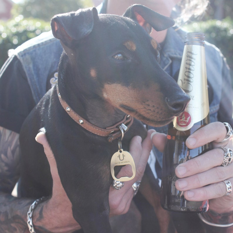 May include: A black dog wearing a brown leather collar with a gold bottle opener attached. The dog is being held by a person wearing a denim jacket and holding a bottle of beer.