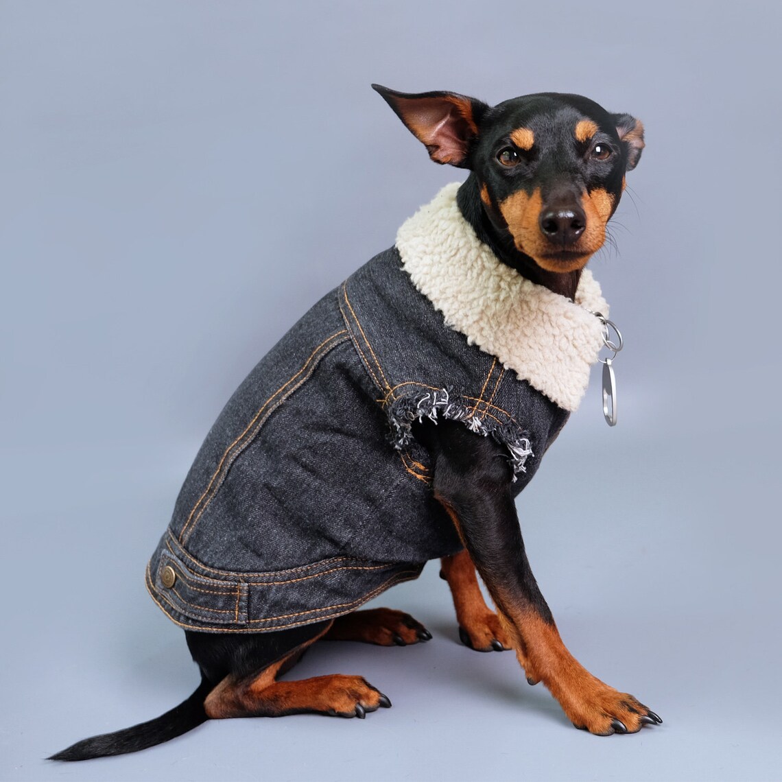 jas dog trainer jas dog trainer
