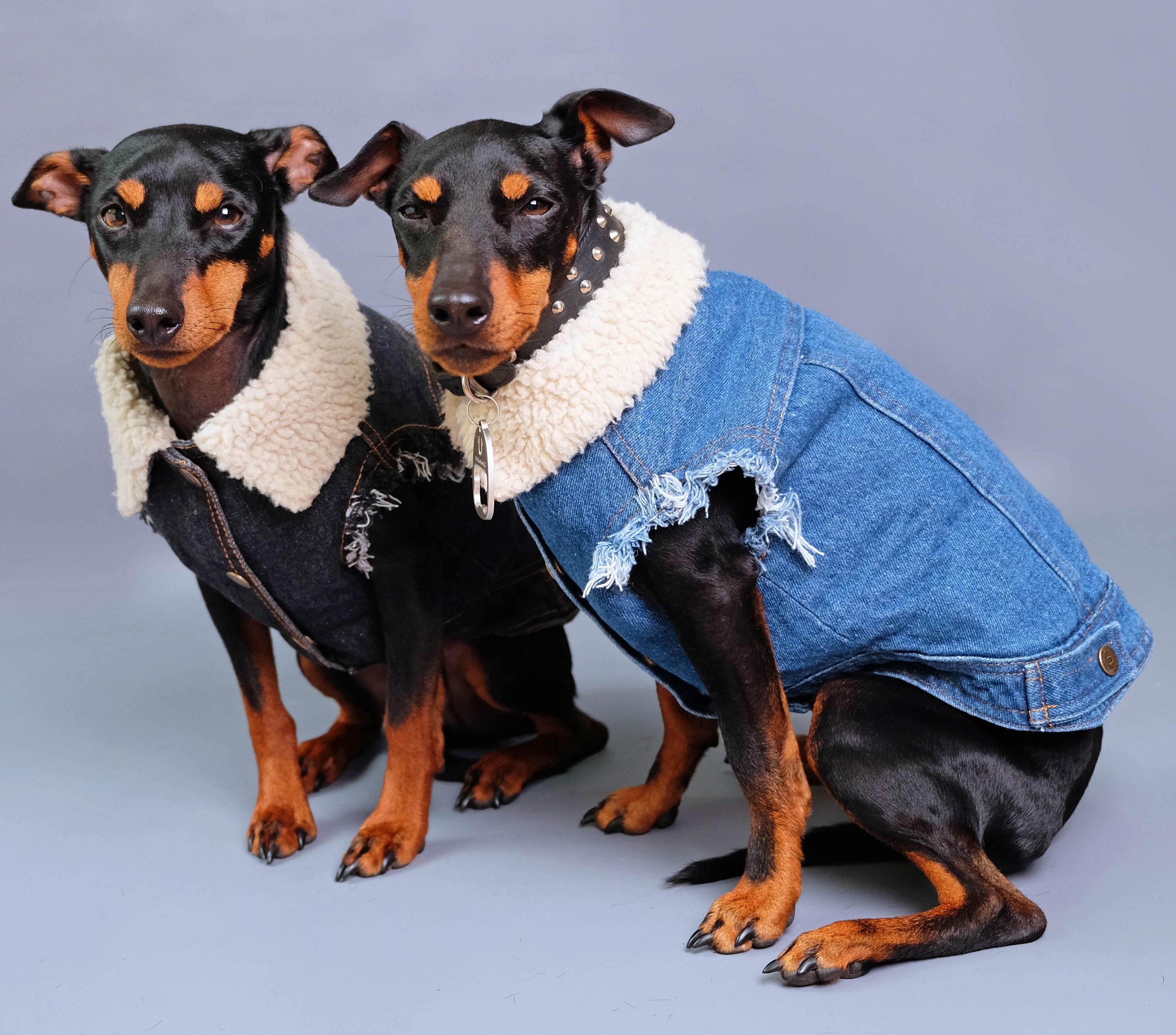 Jean jacket for clearance dogs