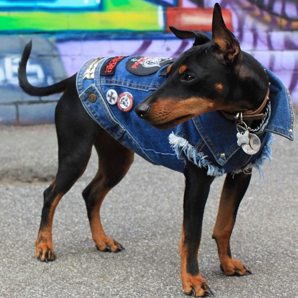 Dog Jacket / Dog Vest / Custom Dog Jacket / Custom Dog Vest / Denim Dog Vest / Denim Dog Jacket / Custom Dog Clothing / Metal Dog Jacket /