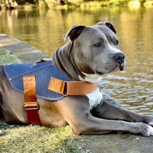 Hundegeschirr, Denim Hundegeschirr, Geschirr für große Hunde, Geschirr für kleine Hunde, Jeans für Hunde, Designer Hundegeschirr