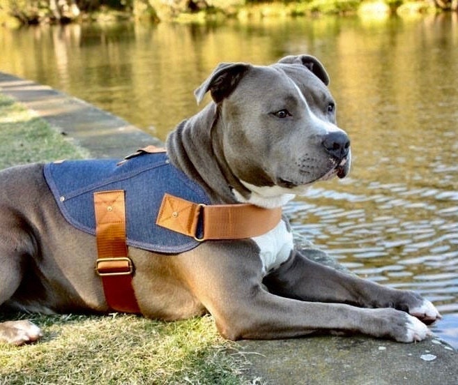 Staffy harness clearance pets at home