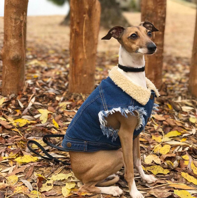 Denim Dog Vest / Dog Jacket / Sherpa Denim Dog Coat / Dog Etsy