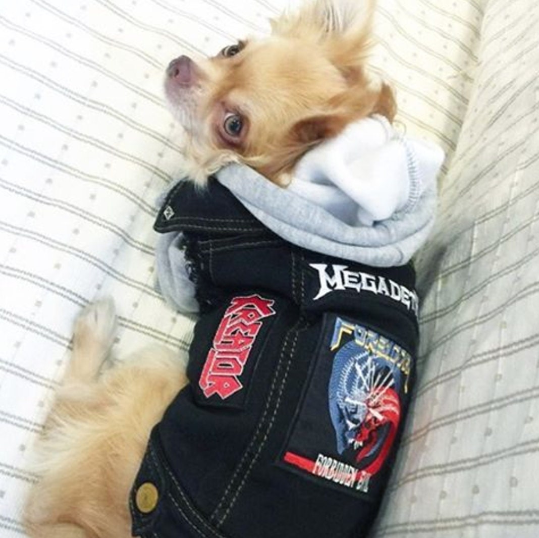 sons of anarchy dog jacket