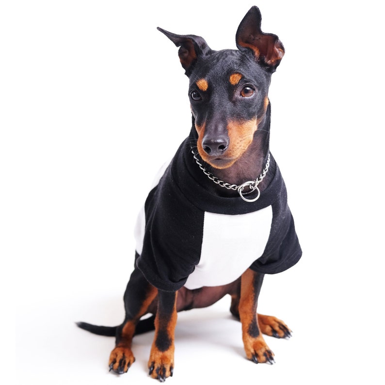Tee for Dogs Dog Tee Raglan Dog Tee Slayer Dog Tee Baseball Dog Tee Metal Dog Tee Rock Dog Tee