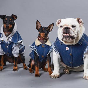 Denim Dog Jacket / Denim Dog Vest /Dog Coat / Dog Denim / Dog Vest / Denim Vest for Large Dog / Heavy Metal Dog / Large dog coat image 2