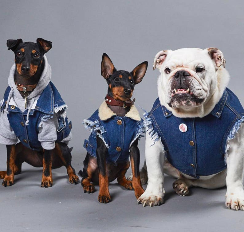 Denim Dog Jacket / Denim Dog Vest /Dog Coat / Dog Denim / Dog Vest / Denim Vest for Large Dog / Heavy Metal Dog / Large dog coat image 2