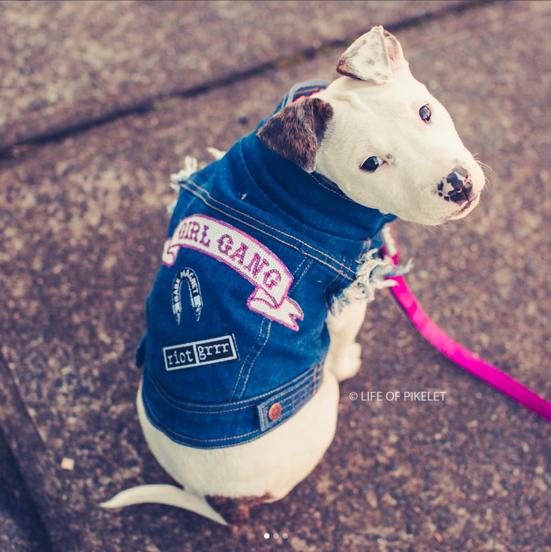 Denim Dog Vest / Denim Dog Jacket / Dog Vest / Feminist Patch Etsy