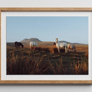 Wild Horse Print, Living Room Wall Art, Brecon Beacons Print, Wales,
