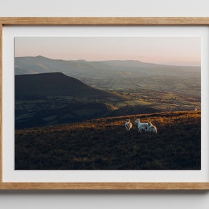 Welsh Sheep Print, Living Room Wall Art, The Dragon's Back, Brecon Beacons, Wales, Fine Art Print